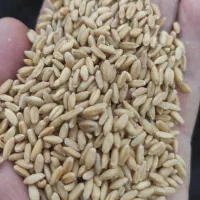 پخش عمده گندم جو مخلوط کبوترارزن دان پرندگان