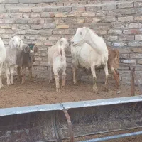 بز درگ سانن