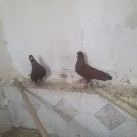 کفتر