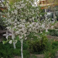 باغ ویلا درهر منطقه ای|اجارهٔ کوتاه‌مدت ویلا و باغ|شاندیز, |دیوار