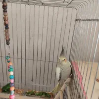 عروس هلندی