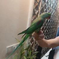 شاه طوطی نر سخنگو جوان