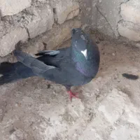 سیاه|پرنده|فارسان, |دیوار