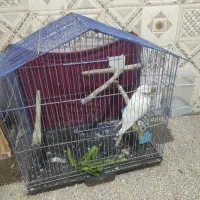 عروس هلندی البینو روی تخم 3500