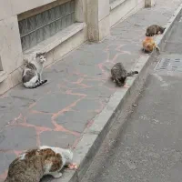 اسکلت مرغ با گردن چرخ شده