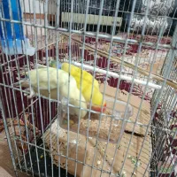 طوطی برزیلی