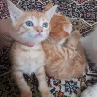 گربه میکس