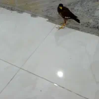 جوجه مینا ۴ ماهه