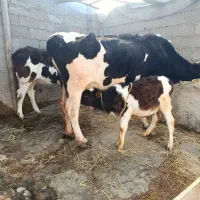 ماده سیمینتال