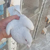 ماده الماسی موریس