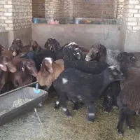 بره نر همو و هترو