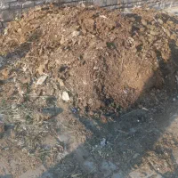 کود گاوی