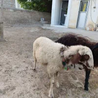 بره|حیوانات مزرعه|گنبد کاووس, |دیوار