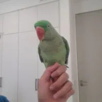 شاه طوطی سخنگو
