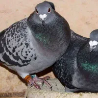 کبوتر رنگی سخریج طوقی کاشانی همه چی