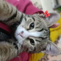 واگذاری گربه