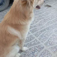 سگ پامر روباهی