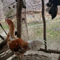 خروس لاری بی نظیر از همه لحاظ