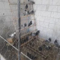 پرنده سرای کلبه عشق گوجان