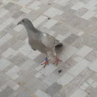 پلاکی معامله با جوجه شازده پرشی هم دارم