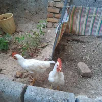 ۲عددخروس۵ماهه سالم وسرحال