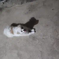 سگ پامرا اشپیدرز