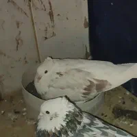 کفتر سرور هما پاچکمه