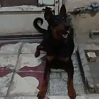 دوبرمن نگهبان