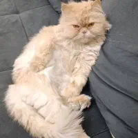 گربه های زیبا