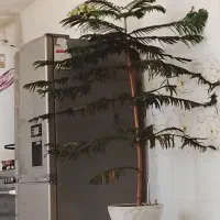 فروش درخت گل