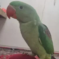 شاه طوطی تازه دون خور شده