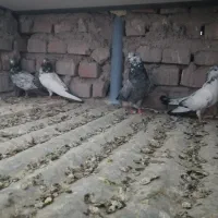 پرشی|پرنده|زابل, |دیوار