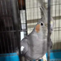 ۲تا عروس هلندی