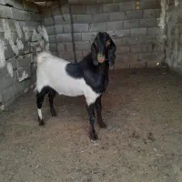چکول درجه یک