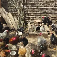 مرغ و خروس کوشین|پرنده|ساری, |دیوار