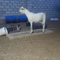پازن سفید سن دوسال
