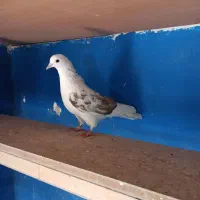 کفتر