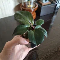 فیلودندرون رد هارت سایز ۸ ارسال از کرمانشاه