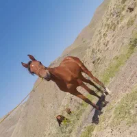 کره اسب 14 ماه اصیل کورد