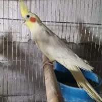 عروس ۷ماهه نیمه دستی چندمدل هم سوت می‌زند
