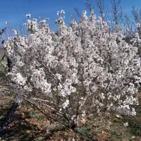 فروش-زمین-زراعی