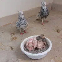 کبوتر سرور هفت‌رنگ دم سفید همراه با جوجه