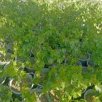 انگور|خدمات باغبانی و درختکاری|چهارباغ, |دیوار