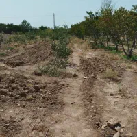 زمین کشاورزی جهت ساخت گلخانه
