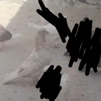 کفترگمشده