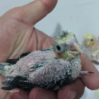 عروس هلندی با سه تا جوجه