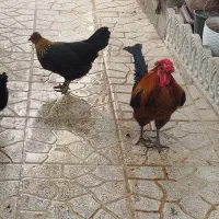 مرغ و خروس محلی