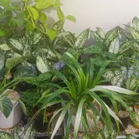 سیکاس.اگلونمای برفی