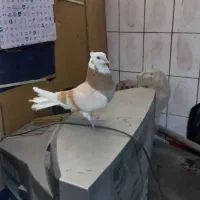 کفتر هما کبوتر سرور