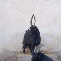 بره  بز گوسفند